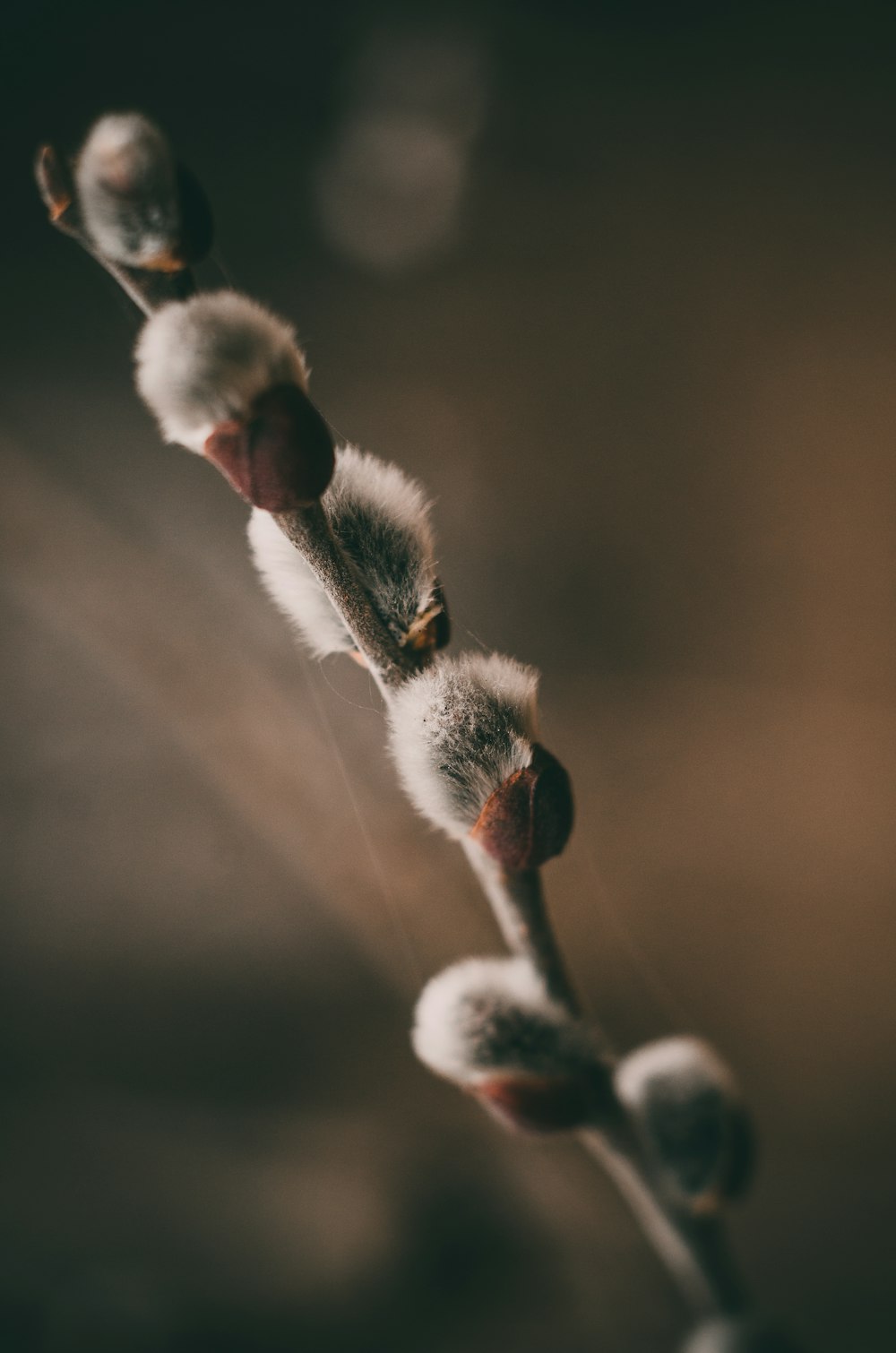 a close up of a plant with small buds