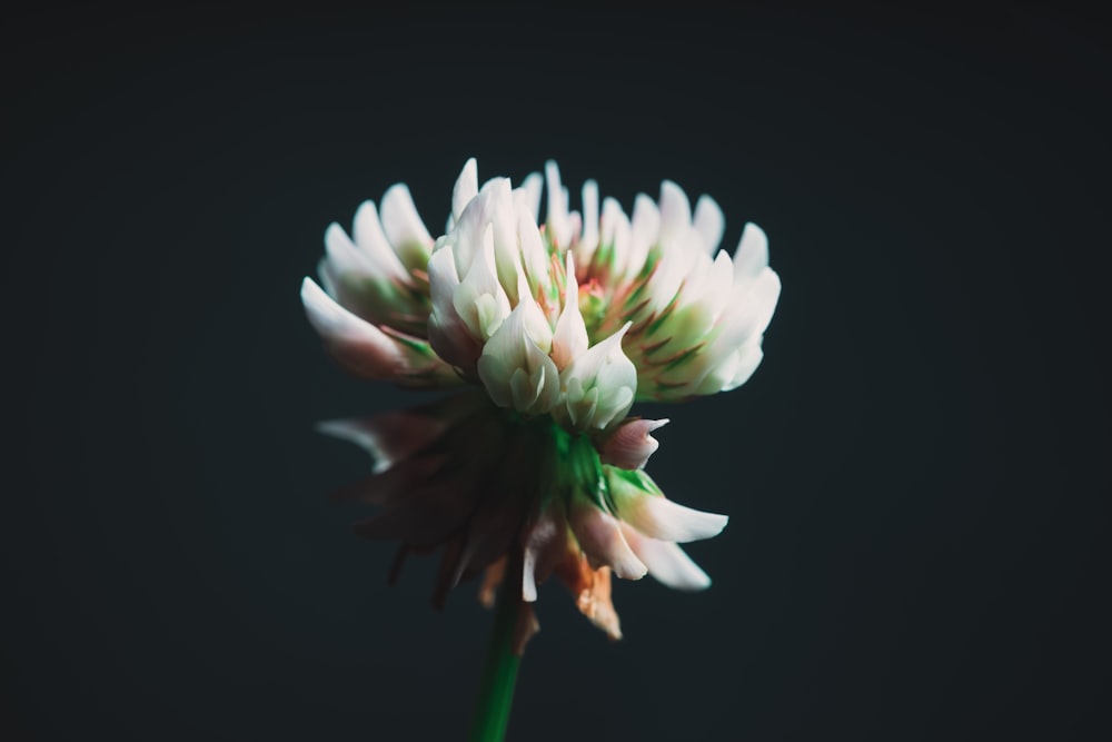 white flower in bloom