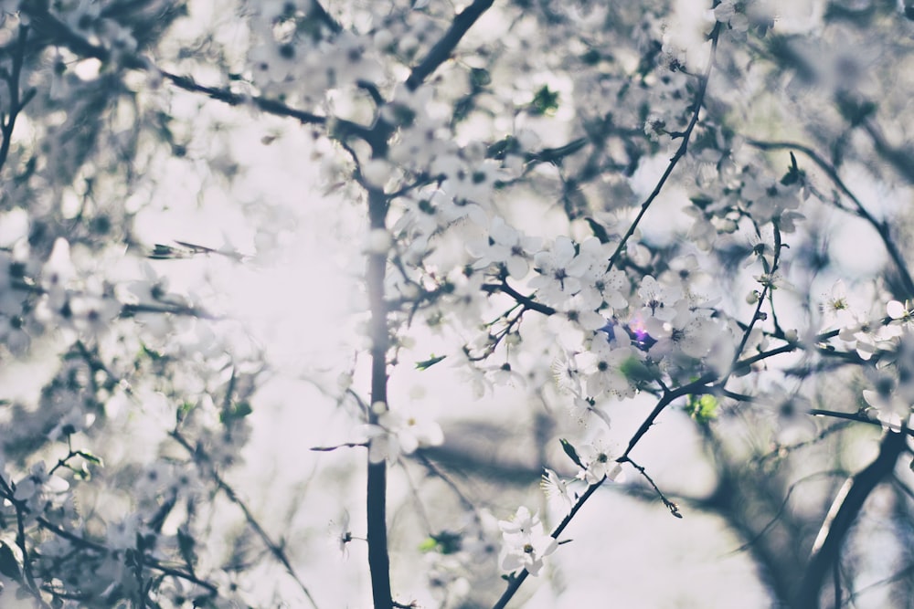 white flowering tree