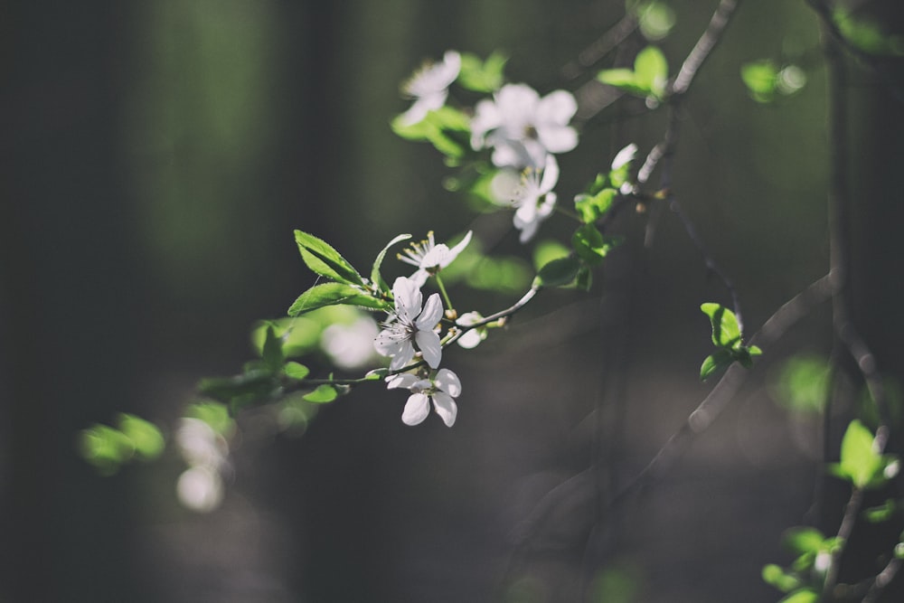 white flowers at bloom