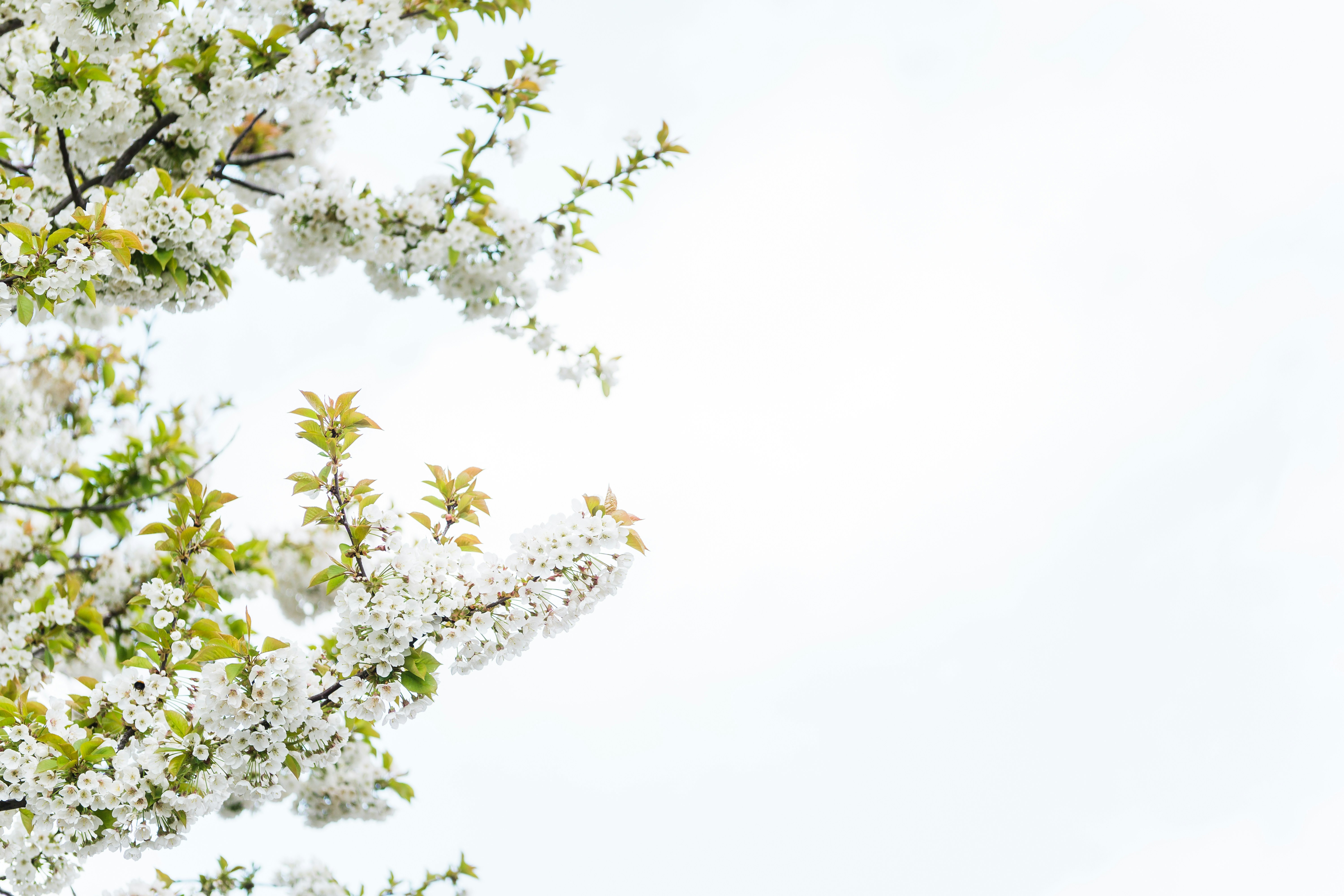 White Blossom Pictures | Download Free Images on Unsplash