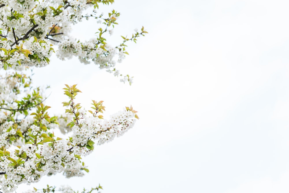 a tree with white flowers and green leaves