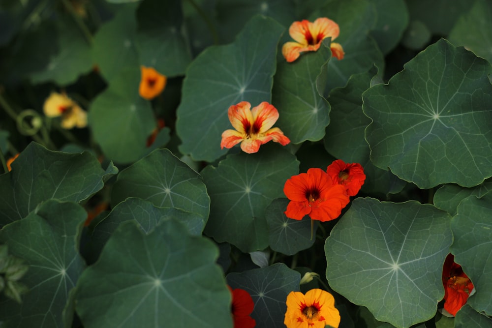 selective focus photography of red and yellow-petaled flowers