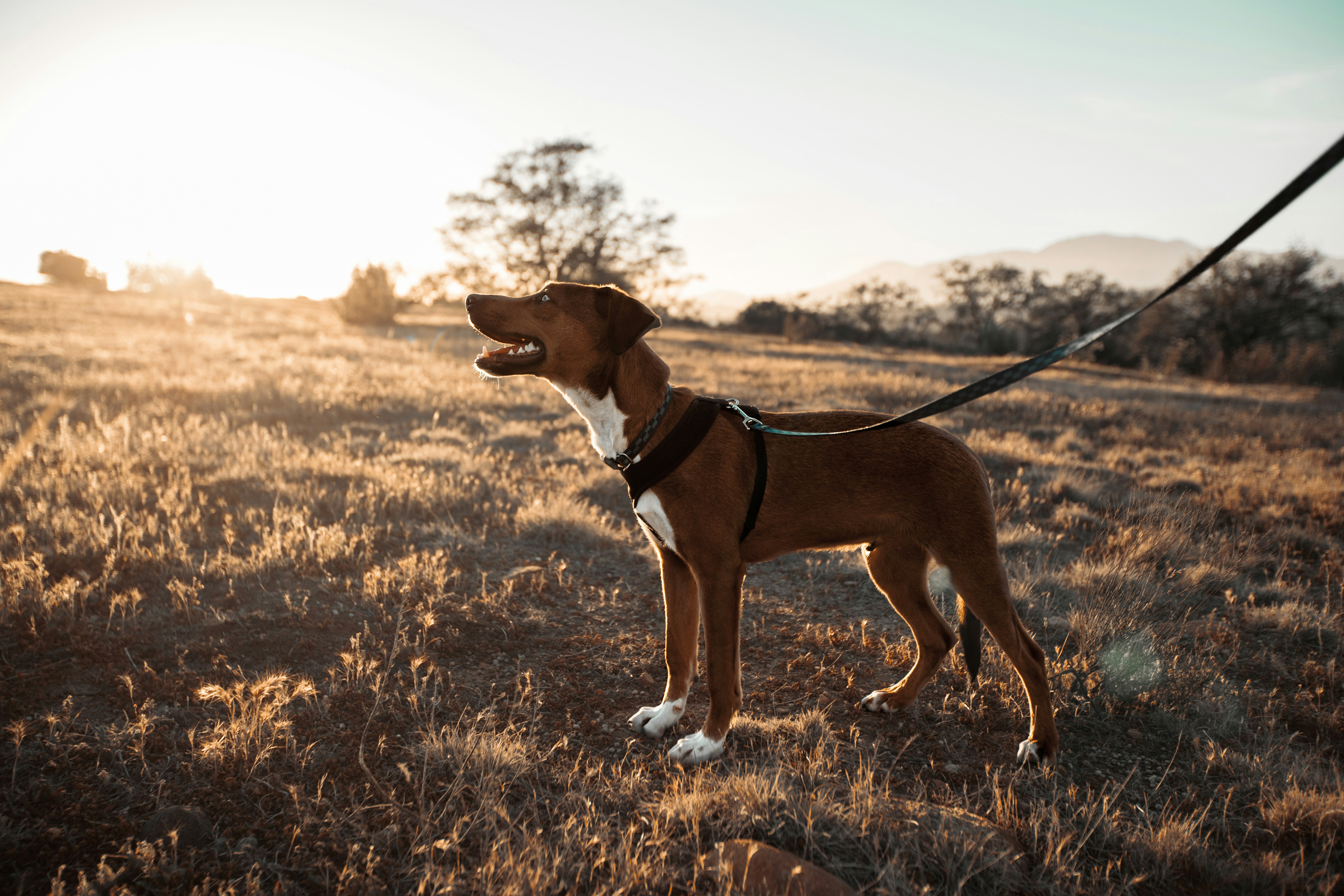Why Hands Free Dog Leashes are Safe: An Explanation