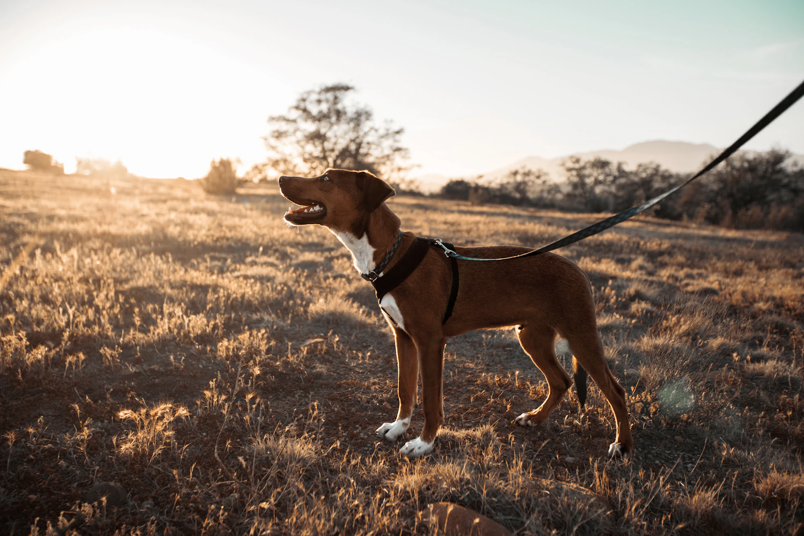 A short-coated brown and white dog on a black leash