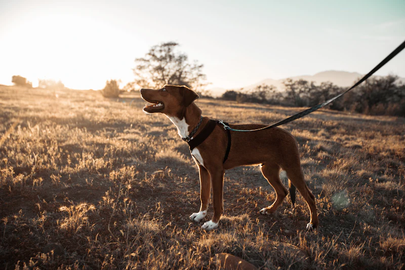 Perro con correa: licencia de animales potencialmente peligrosos en Fuenlabrada