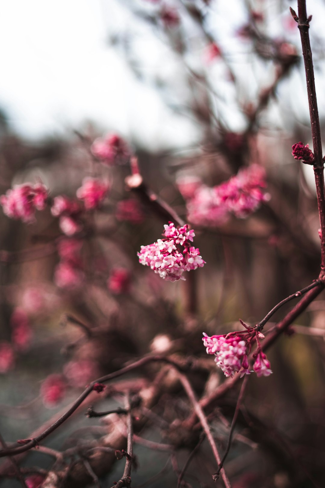 pink flowers in selective-focus photography