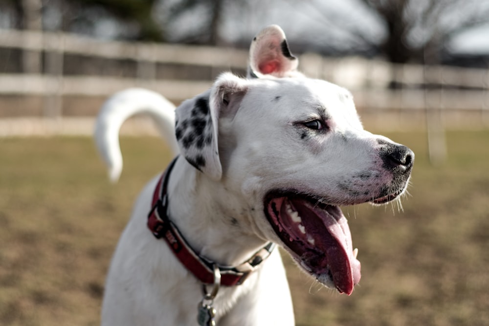 Selektive Fokusfotografie eines weißen kurzhaarigen Hundes