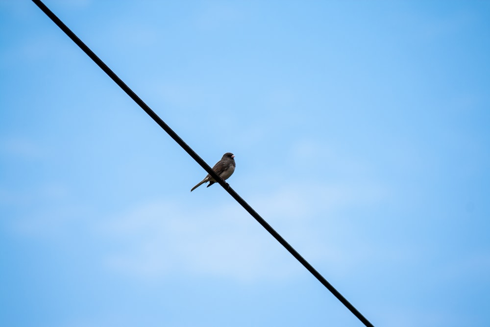 gray and white bird