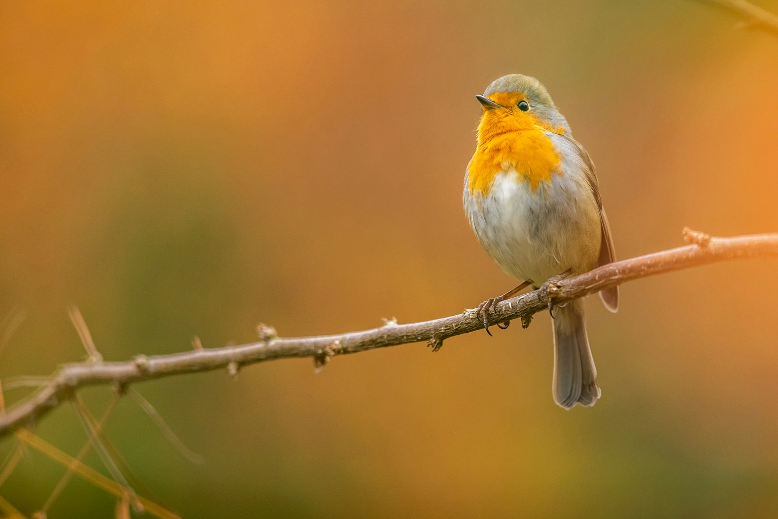 Canon EF 300mm F2.8L IS II USM sample photo. Gray and yellow bird photography