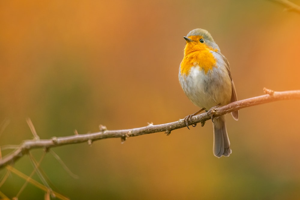 gray and yellow bird standing on tree branch