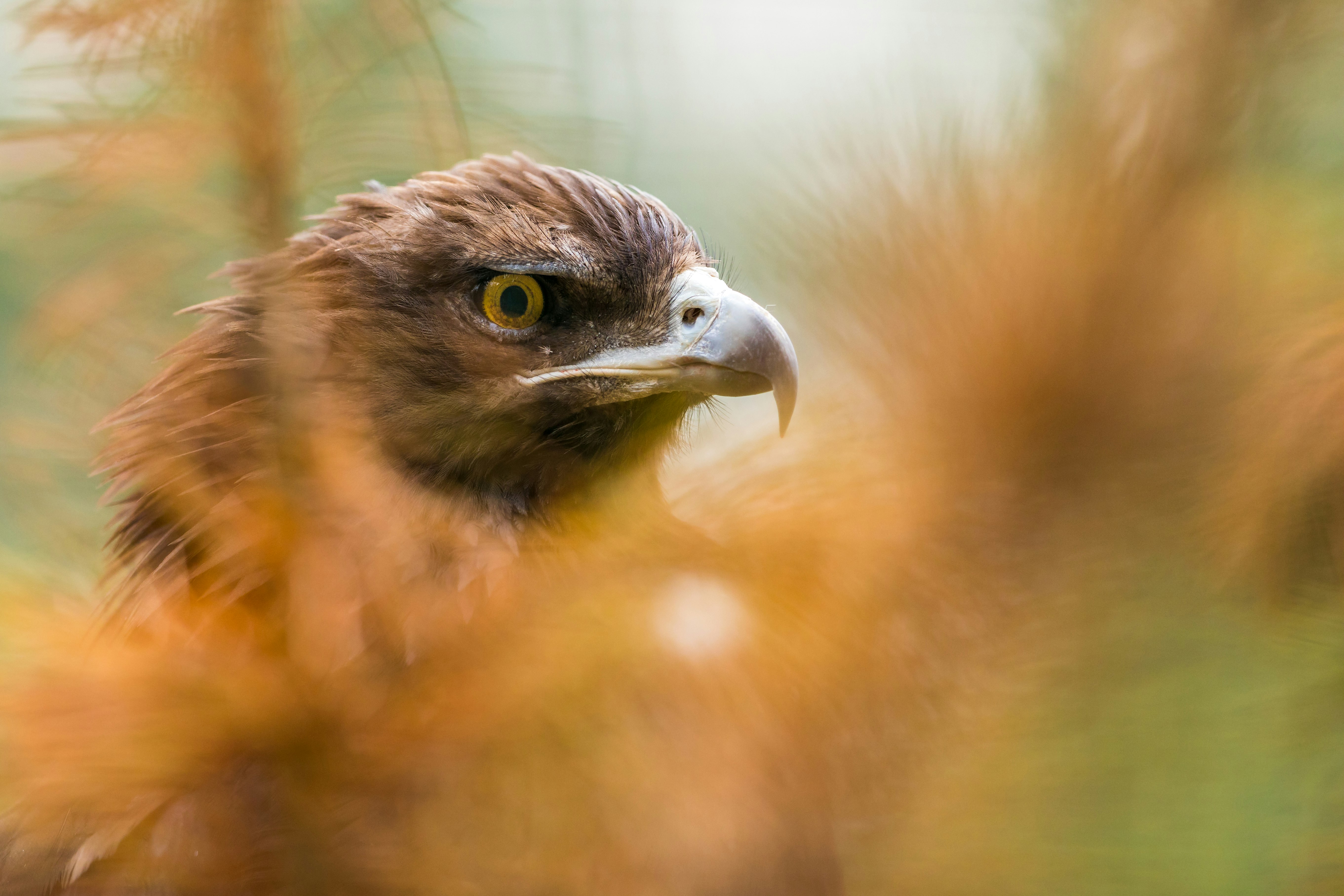 closeup photo of eagle