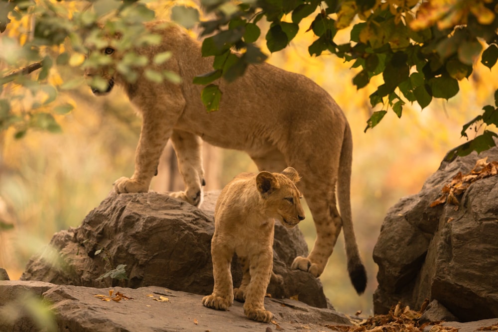 cheetah animals on rocks