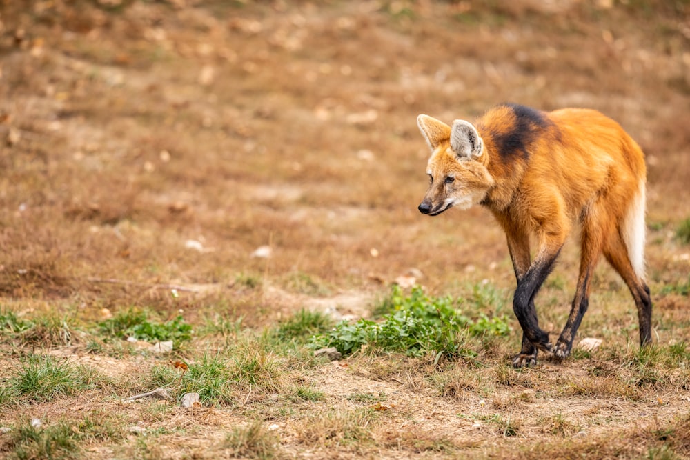 brown fox animal walking