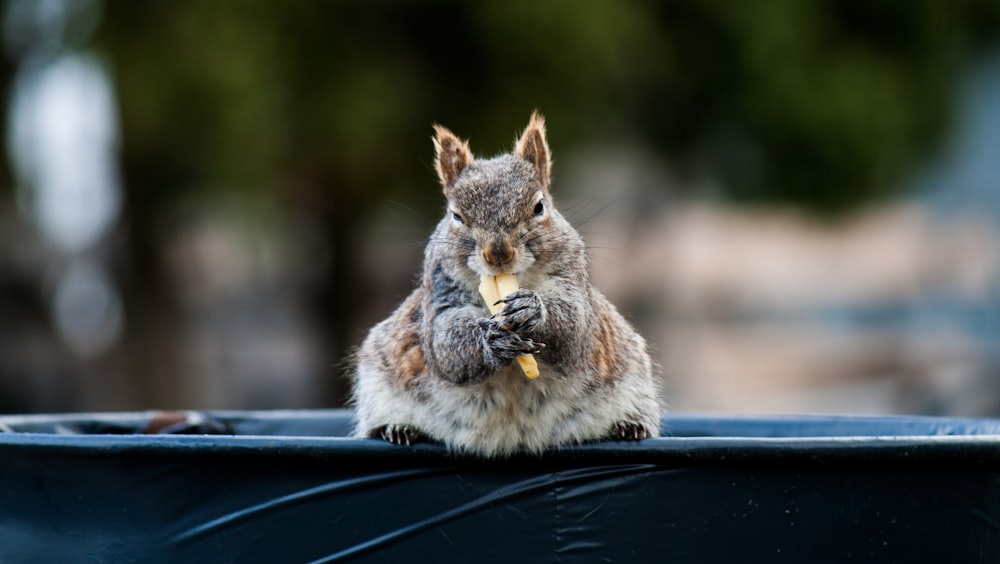 gray squirrel eating on top og bin