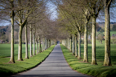 gray concrete road near tall and green trees
