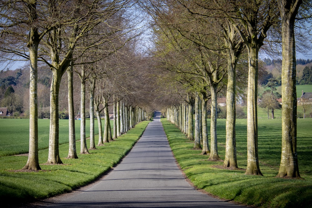 gray concrete road near tall and green trees