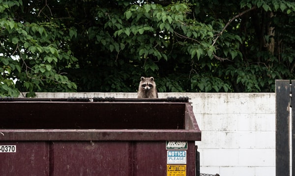 A raccoon behind a large trash can staring at the camera
