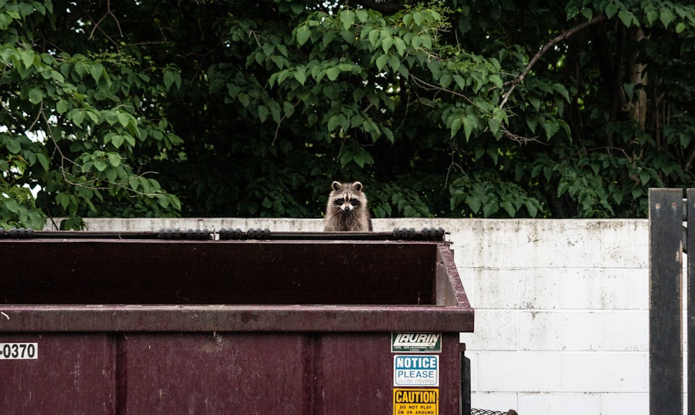 brown raccoon on garbage container