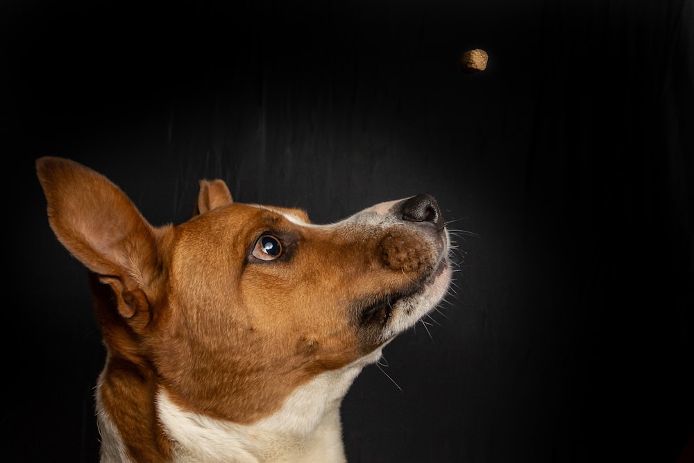 short-coated brown and white dog looking up