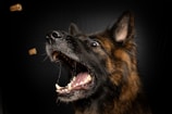 A German Shepherd dog with its mouth open wide, attempting to catch two small treats mid-air against a dark background. The focus is on the dog's intent gaze and acute alertness as it prepares to catch the treats.