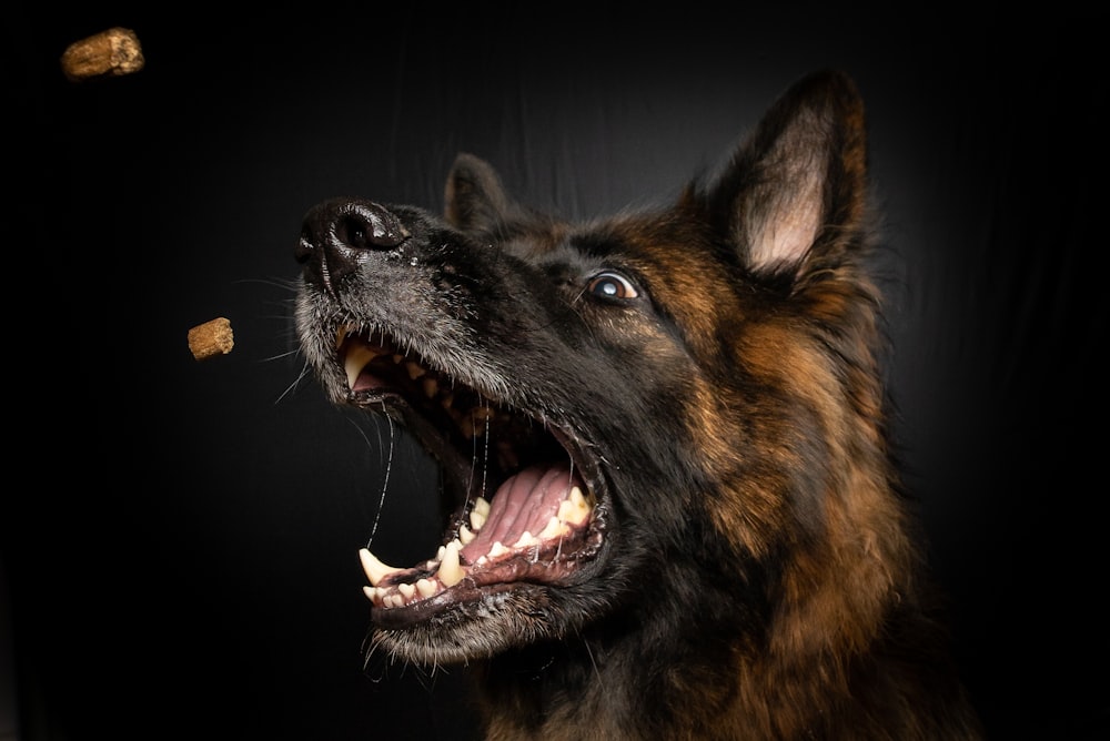 marrom e preto de pelagem média abrindo a boca do cão