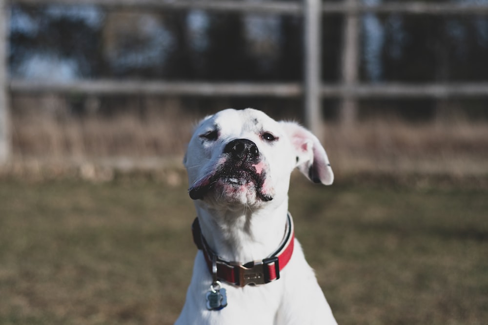 short-coated white dog close-up photography