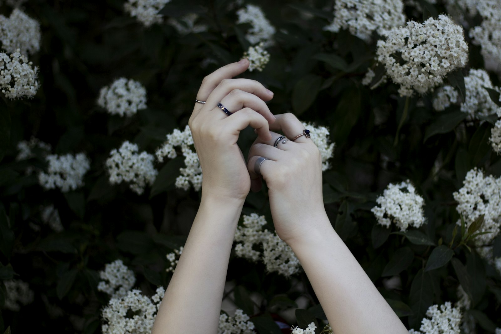 Canon EOS 60D sample photo. Hands holding white flowers photography