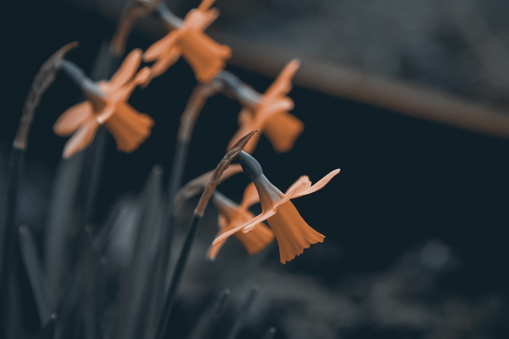 orange petaled flowers