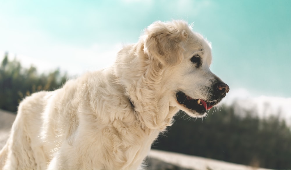 beige dog in close-up photography