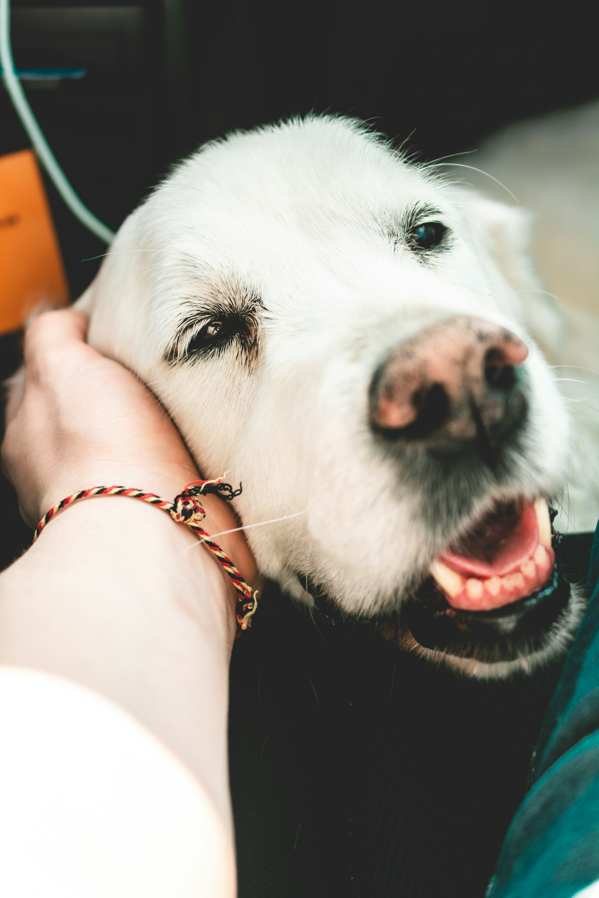 loving senior golden retriever