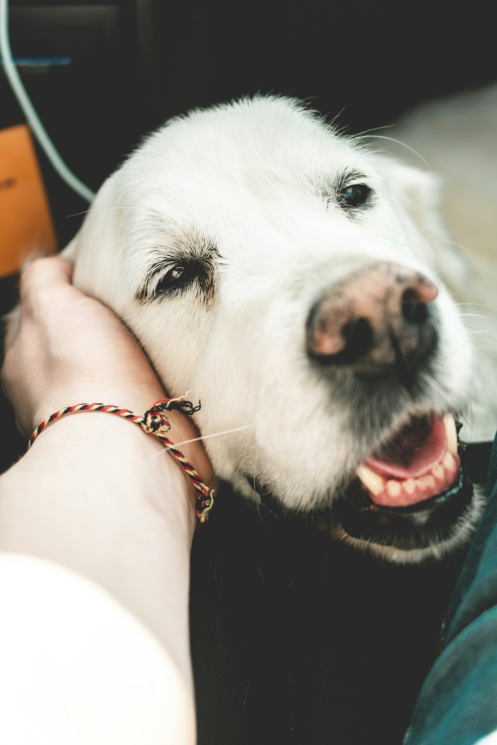 person holding white short-coated dog