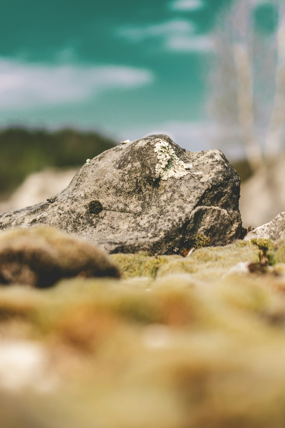 Ausgewählter Fokus von Gray Rock