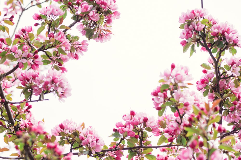 fleurs aux pétales roses