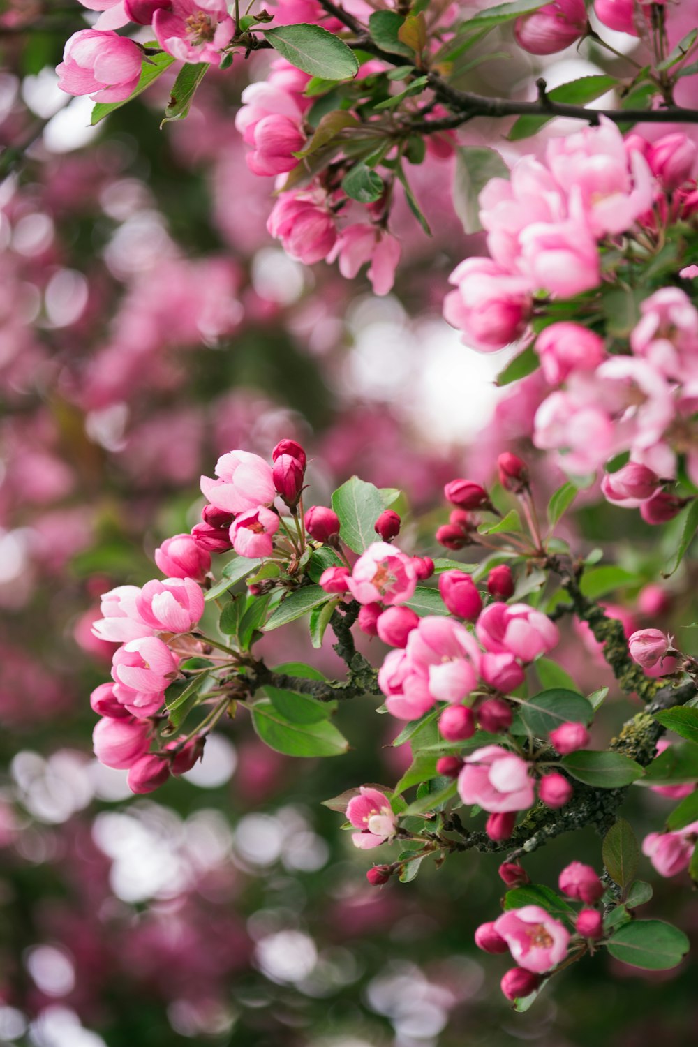 selective focus photography of pink-petaled flowers