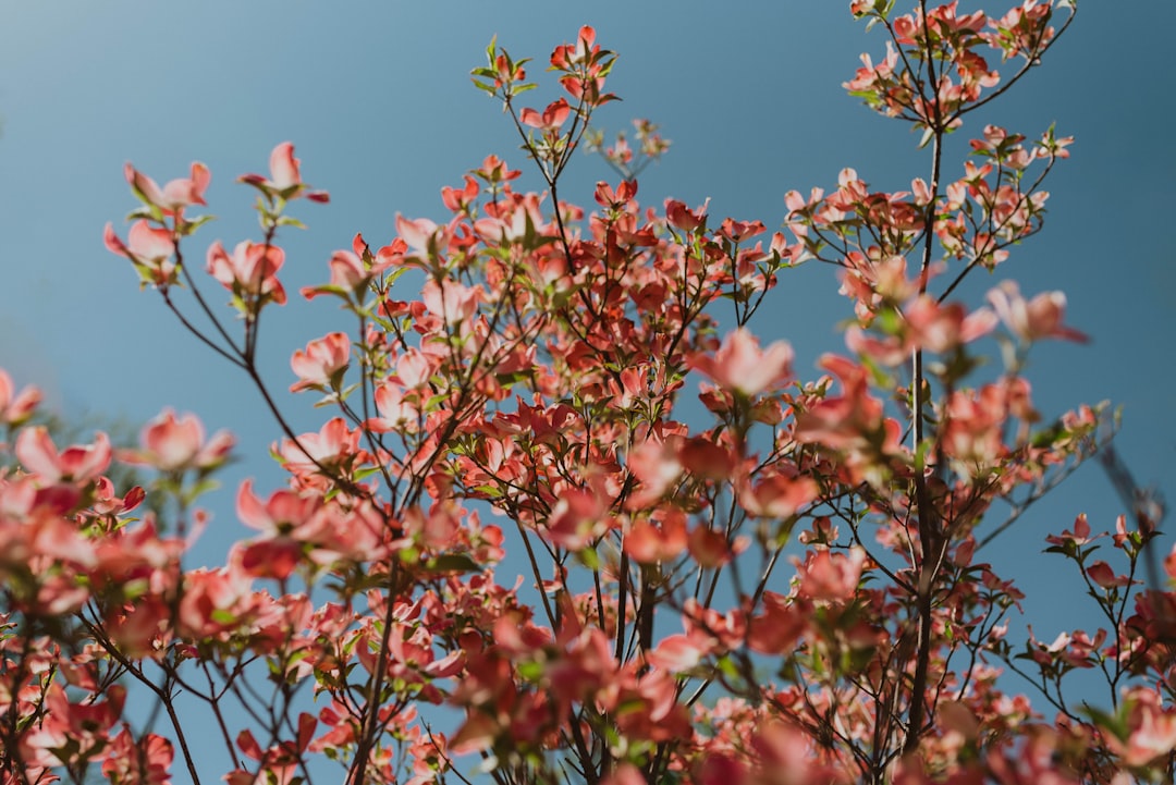 blooming pink flowers