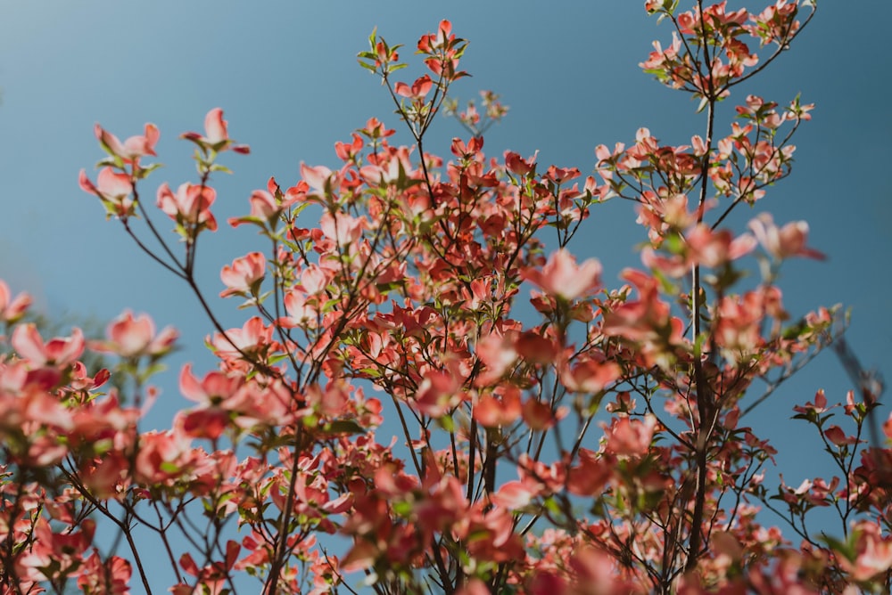 blooming pink flowers