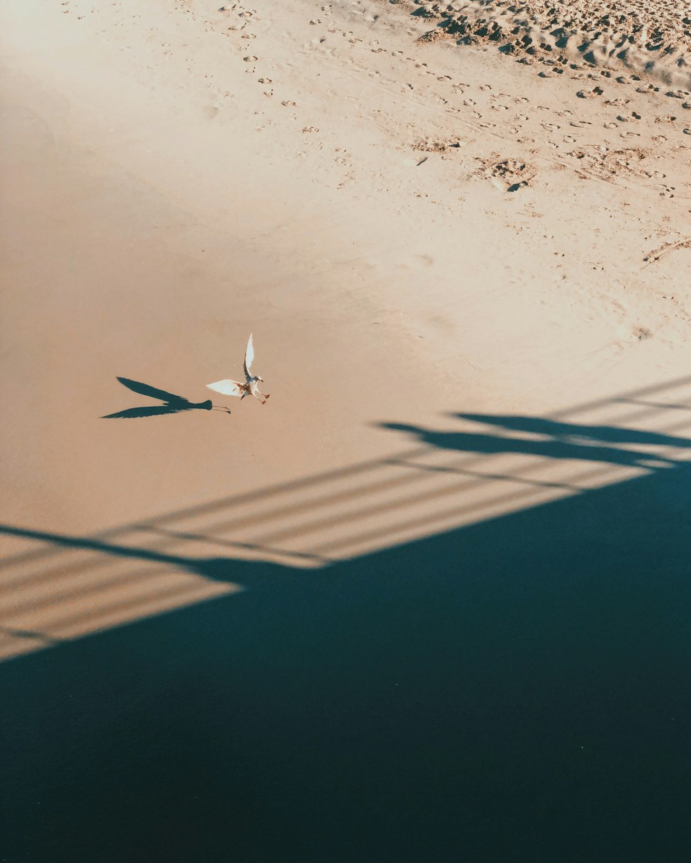 a bird standing on a beach next to the ocean