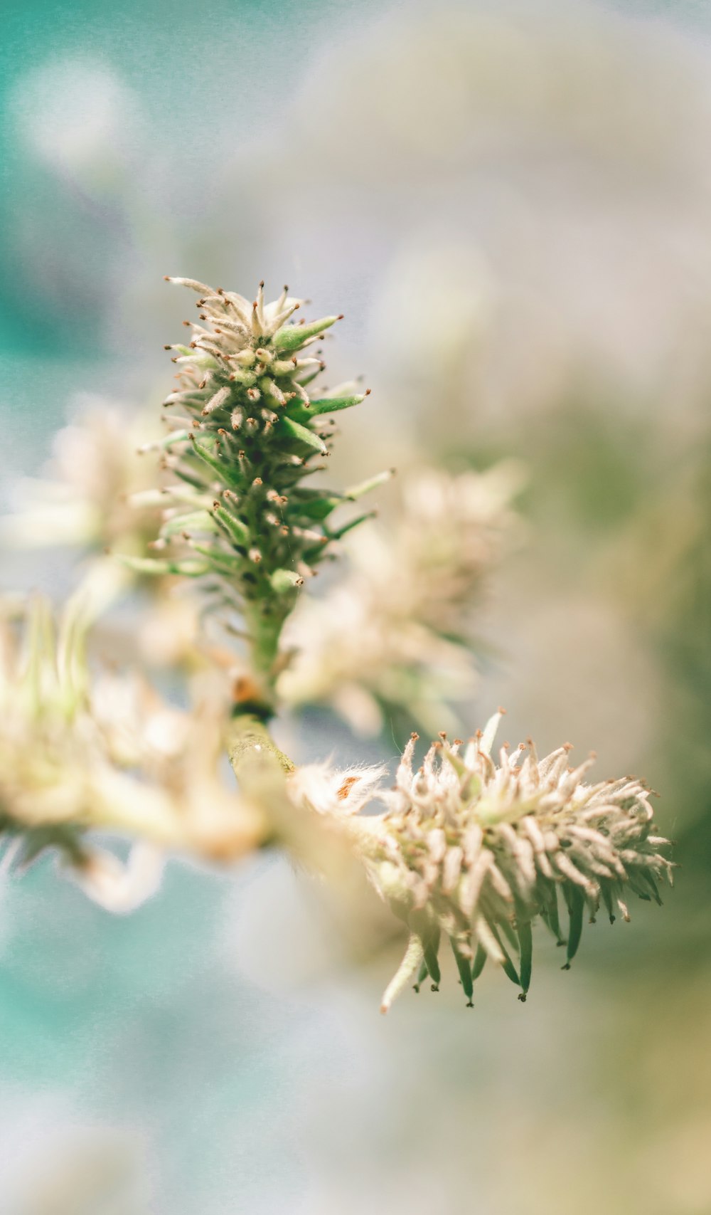 white flower