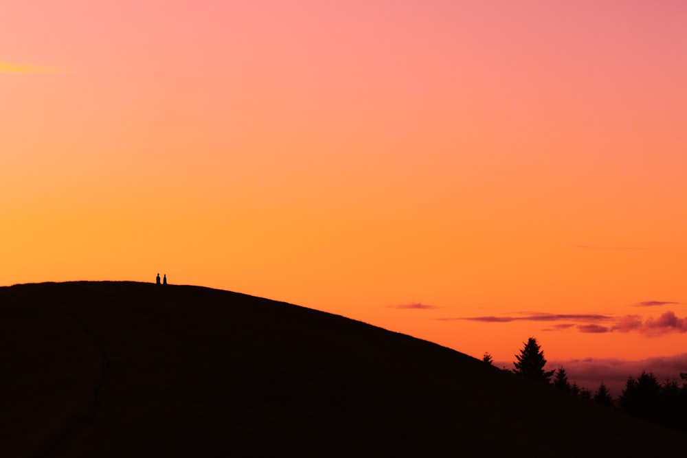 silhouette of trees during golden hour