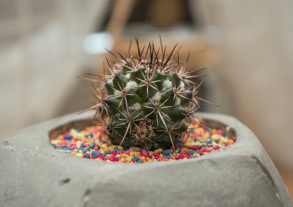 pianta di cactus