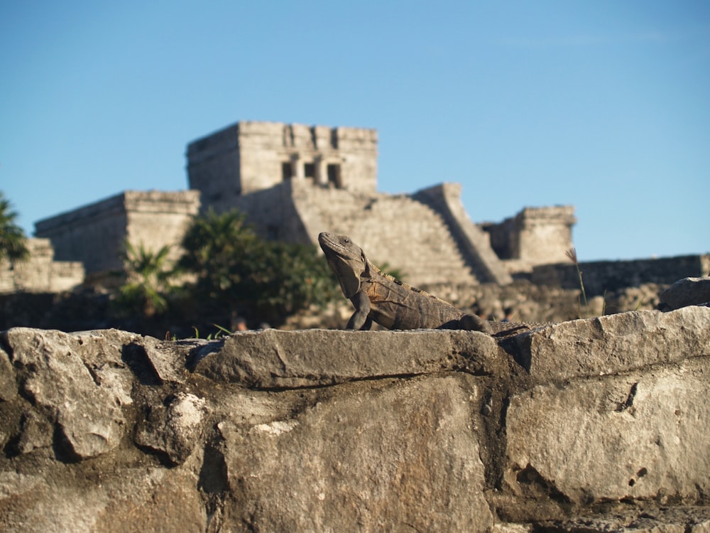 bearded dragon on rock formation