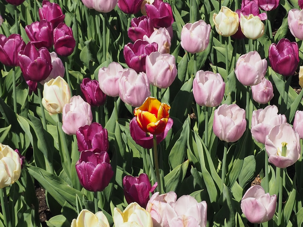 pink and purple tulips