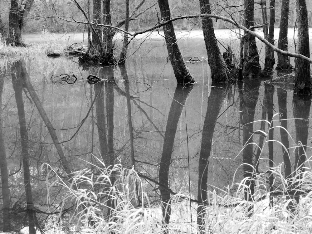 body of water surrounded with tall trees