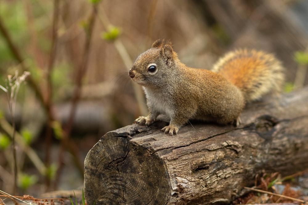 brown squirrel on tree log
