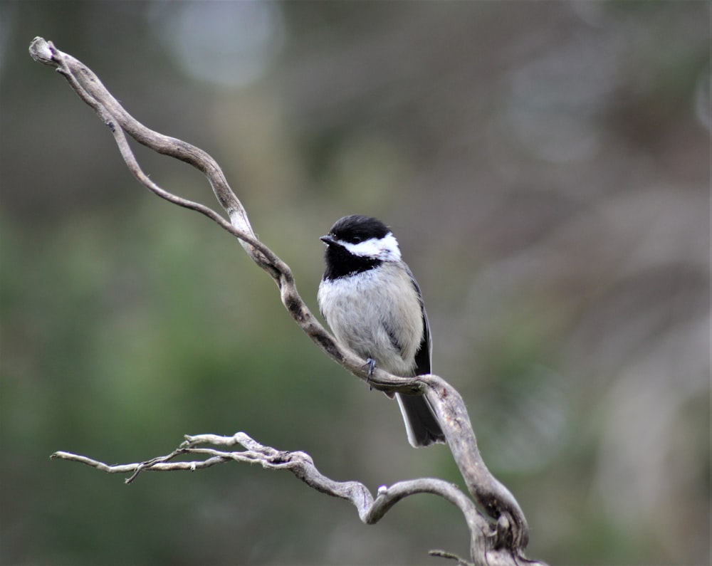 greyscale photo of black and white bird perching on tree branch