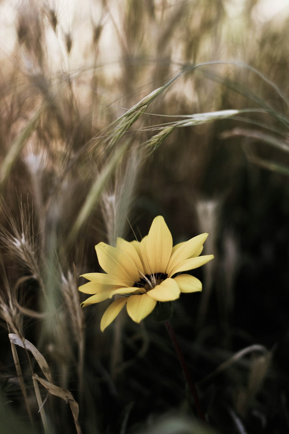 yellow-petaled flower