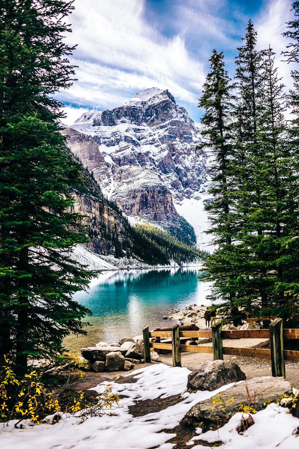 green pine tree near body of water