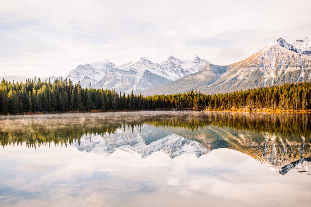 green pine trees beside body of water during daytime