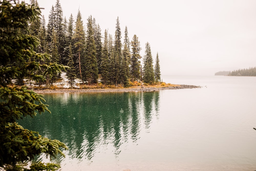 green pine tree near body of water